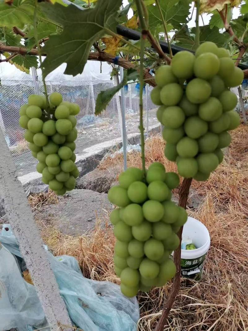 峨眉山市阳光玫瑰