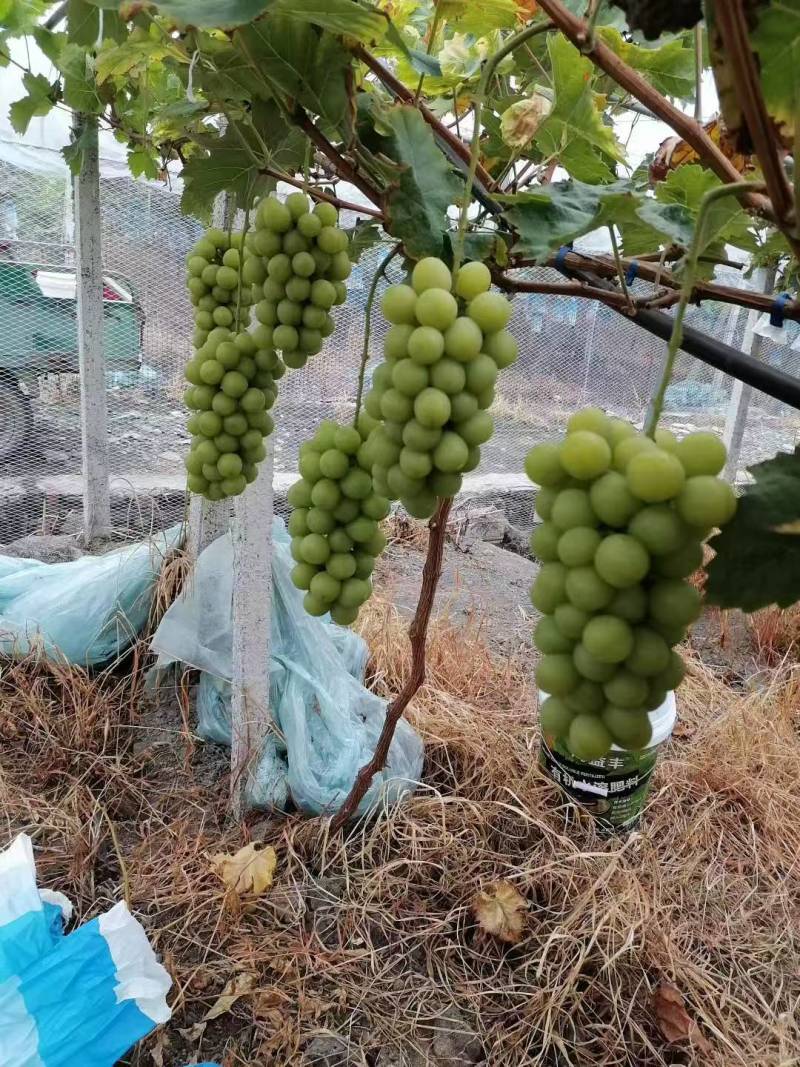 峨眉山市阳光玫瑰