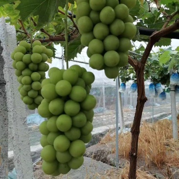 峨眉山市阳光玫瑰