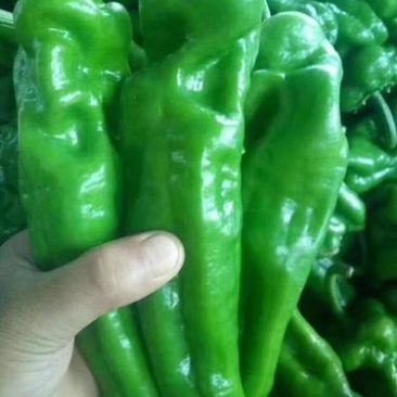 蔬菜精品绿泡椒