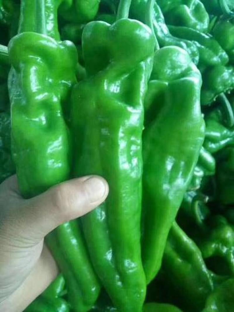 蔬菜精品绿泡椒