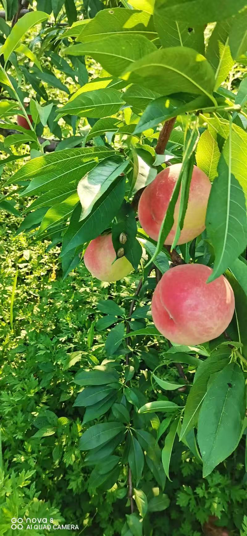 玫瑰香桃