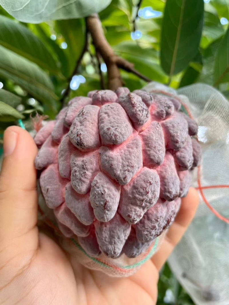 海南玫瑰释迦果