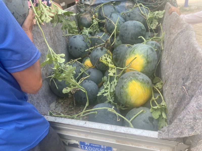 黑皮无籽产地直供一手货源品质保证质量三包