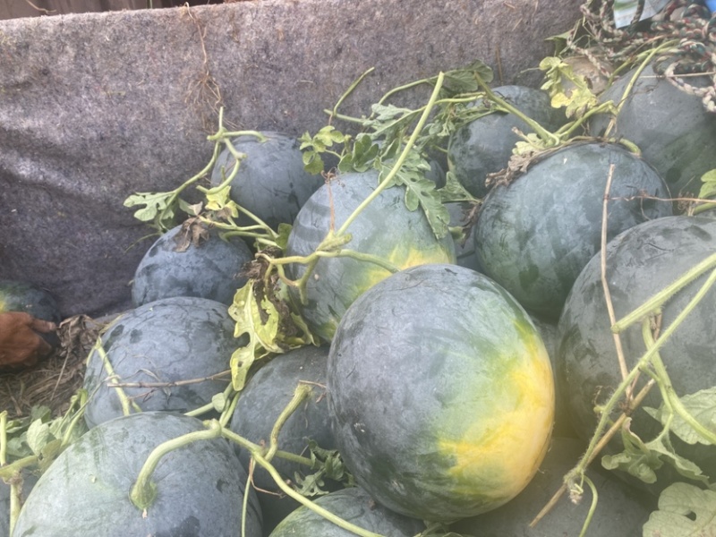黑皮无籽产地直供一手货源品质保证质量三包
