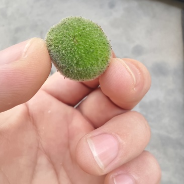 构树果出售