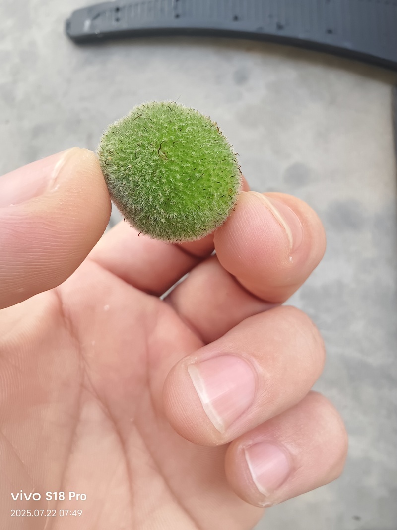 构树果出售