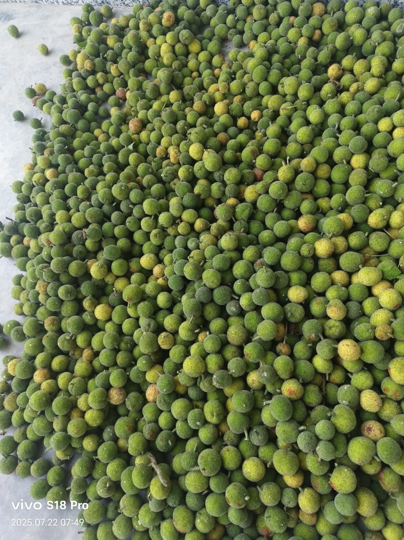 构树果出售