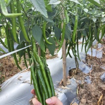 高山线椒二荆条大量上市