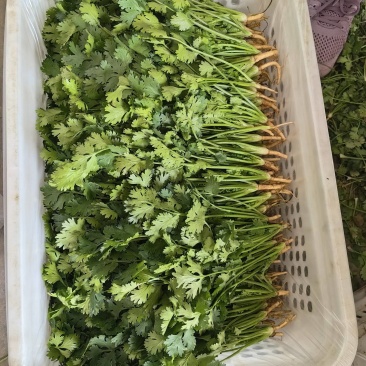 河北唐山中叶铁杆青香菜基地直销量大质优价格优惠