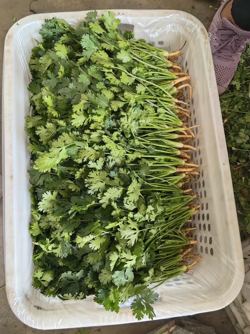 河北唐山中叶铁杆青香菜基地直销量大质优价格优惠
