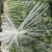河北唐山中叶铁杆青香菜基地直销量大质优价格优惠