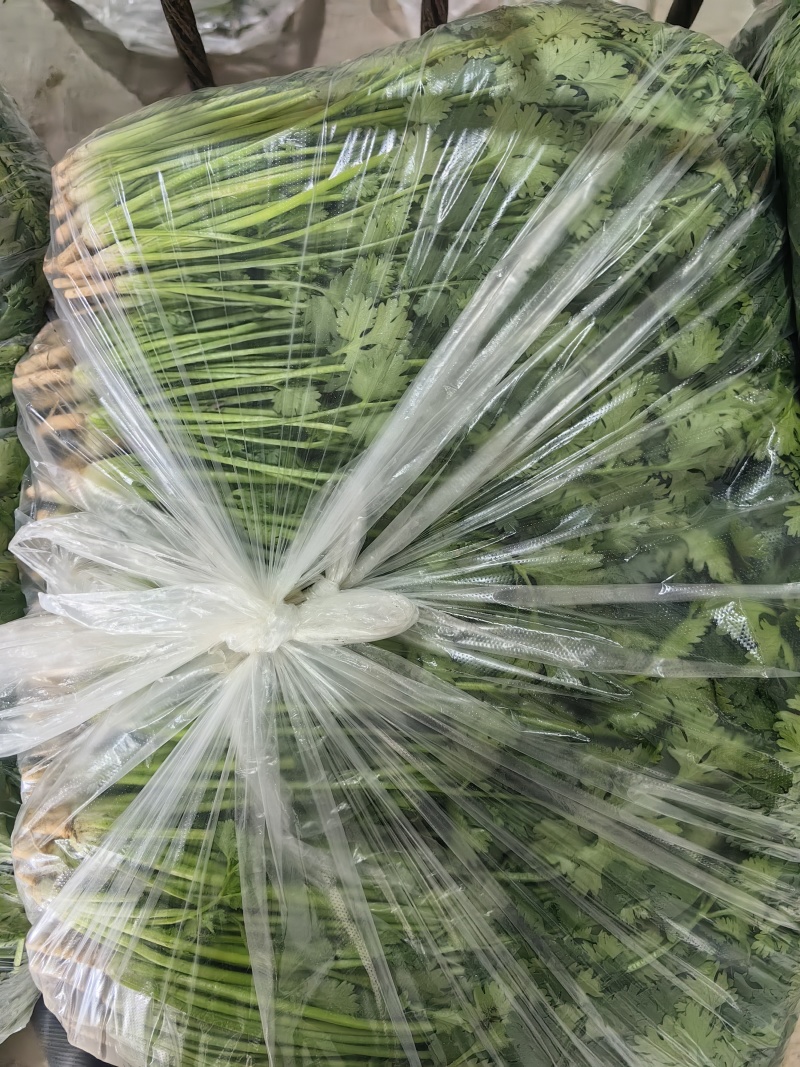 河北唐山中叶铁杆青香菜基地直销量大质优价格优惠