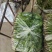 河北唐山中叶铁杆青香菜基地直销量大质优价格优惠