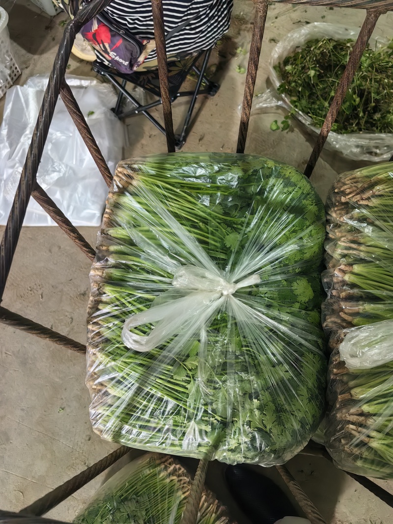 河北唐山中叶铁杆青香菜基地直销量大质优价格优惠