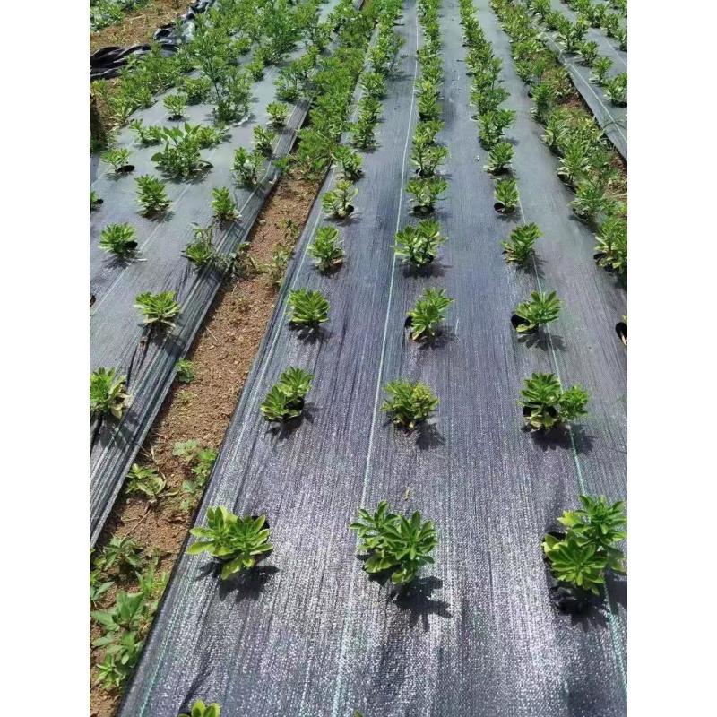 蔬菜药材专用打孔防草布