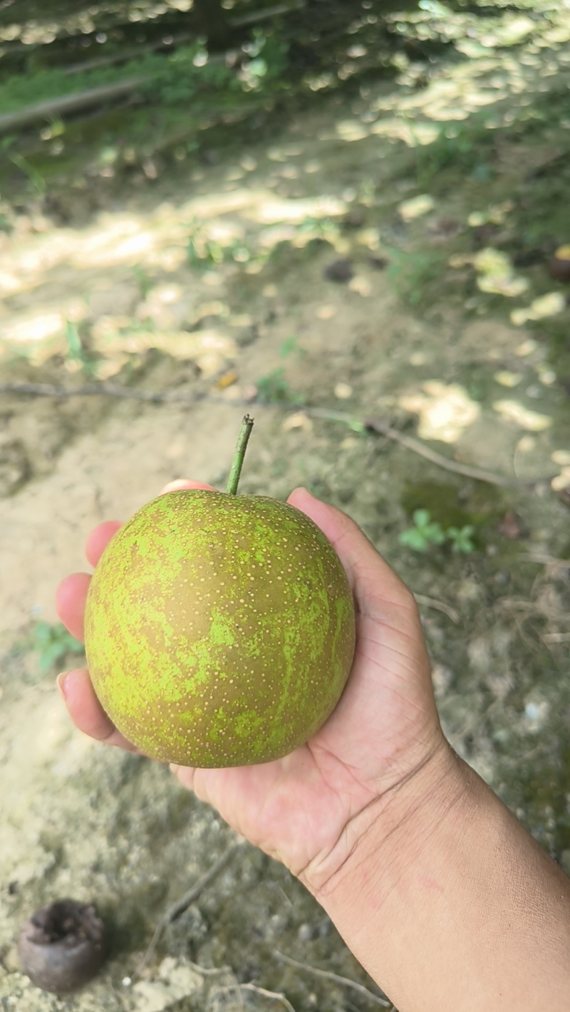 翠冠梨大量现货
