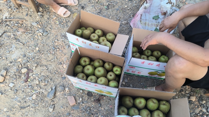 翠冠梨大量现货