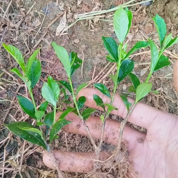 四川趴枝玫瑰小苗广西趴枝玫瑰杯苗支持技术指导欢迎咨询