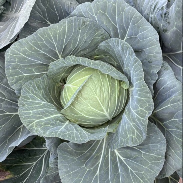莲花白