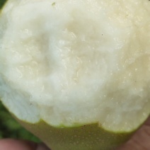 黄花梨皮溥肉细口感香脆
