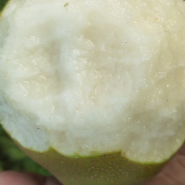 黄花梨皮溥肉细口感香脆