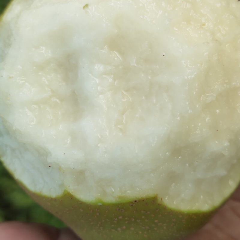 黄花梨皮溥肉细口感香脆