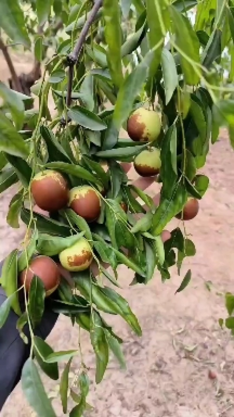 河北沧州黄骅冬枣，脆甜可口，皮薄多汁，中国冬枣发源地