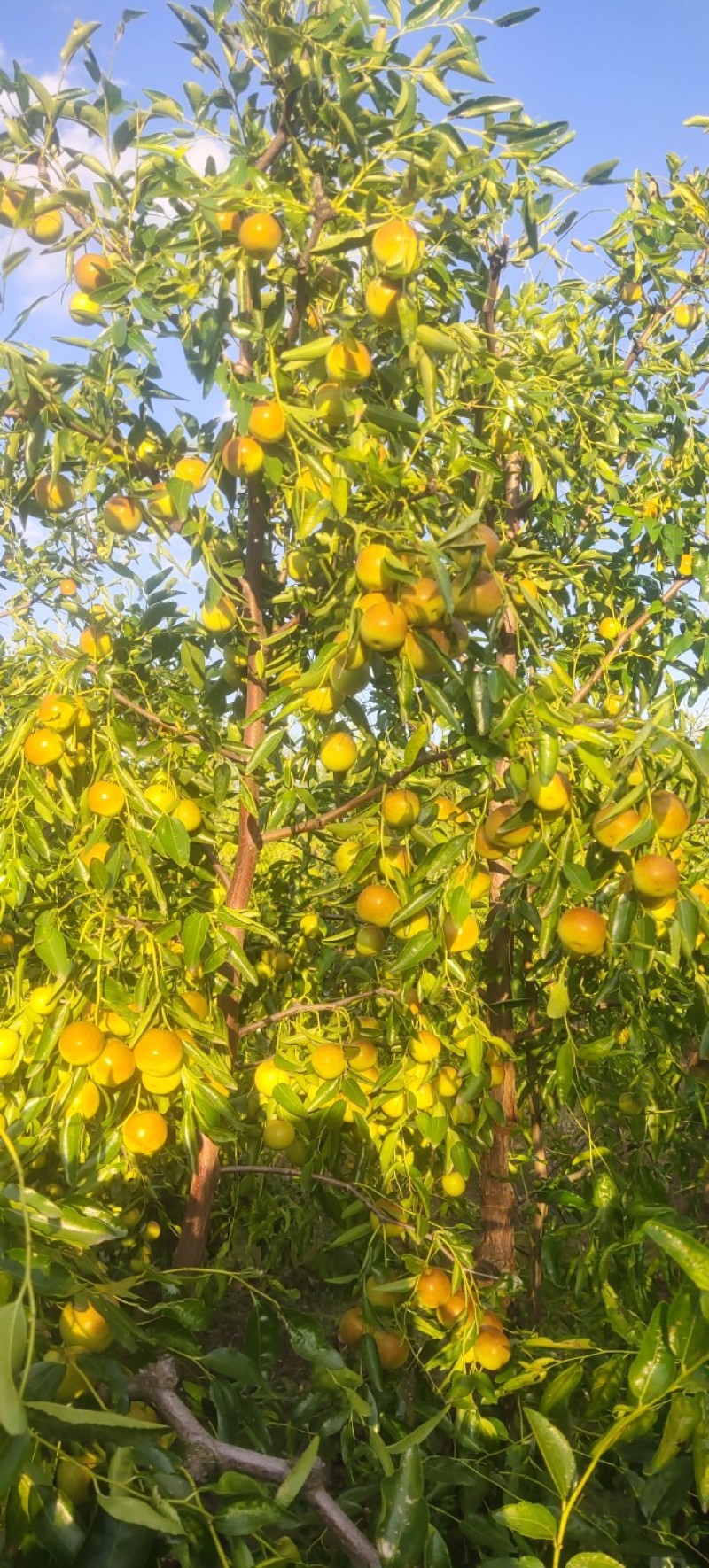 河北沧州黄骅冬枣，脆甜可口，皮薄多汁，中国冬枣发源地