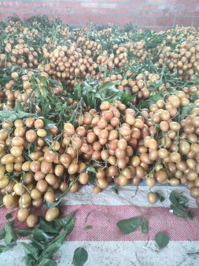 黑金刚黄皮大量上市，有需要的可以联系我，谢谢