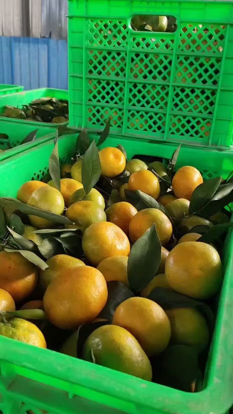 湖北高原蜜桔，一手货源，对接电商，市场，团购，外贸出口