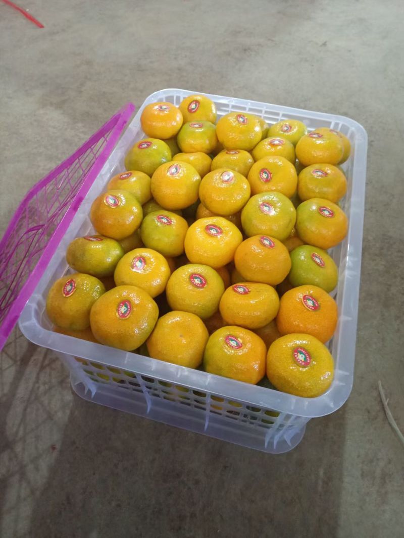 湖北高原蜜桔，一手货源，对接电商，市场，团购，外贸出口