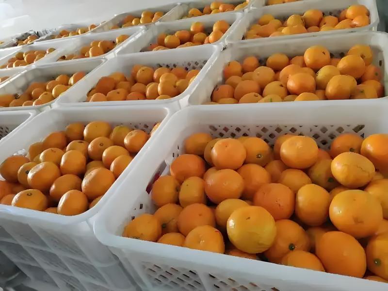 湖北高原蜜桔，一手货源，对接电商，市场，团购，外贸出口