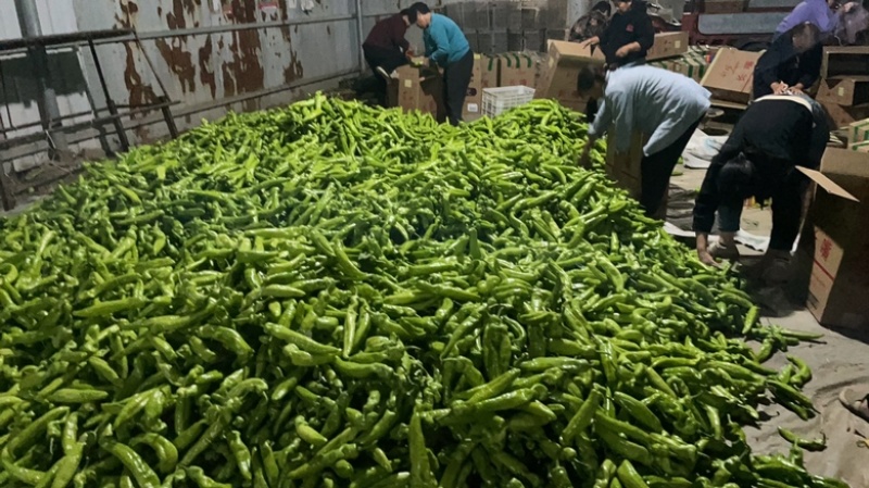 【产地直发】精品大棚青皮尖椒大量上市产地配套设施齐全