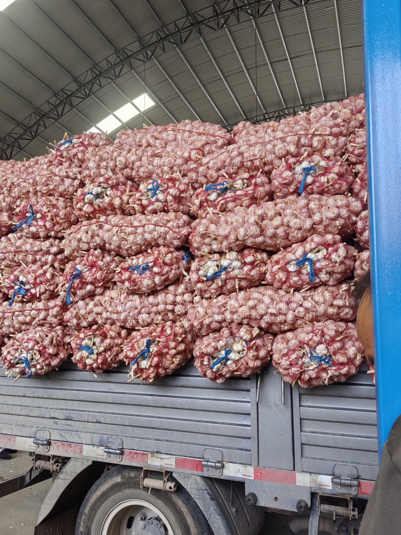 金乡大蒜