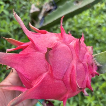 红心火龙果