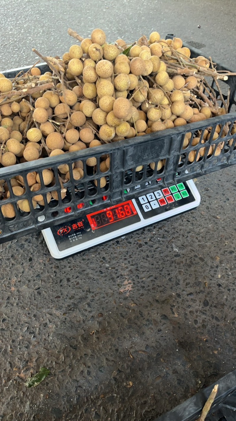广东石夹龙眼。批发价。货在成都