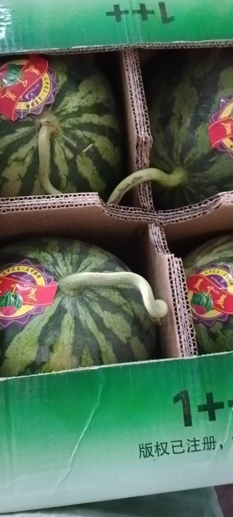 河北承德A级无籽麒麟西瓜，河北承德一级麒麟瓜
