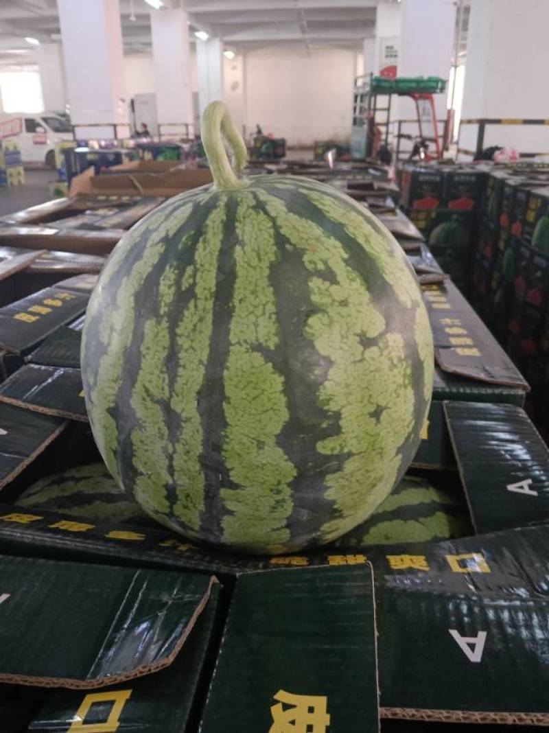 河北承德A级无籽麒麟西瓜，河北承德一级麒麟瓜