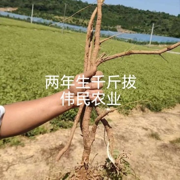 千斤拔50亩二年生黄沙土货靓条形好