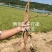 千斤拔50亩二年生黄沙土货靓条形好