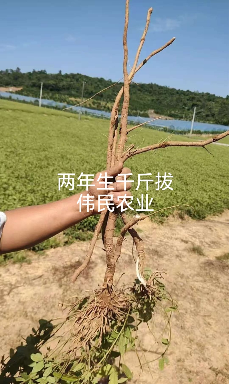 千斤拔50亩二年生黄沙土货靓条形好