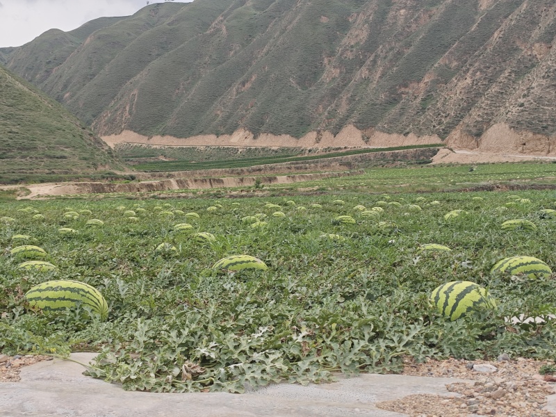 甘肃精品硒砂瓜，产地直发，货源充足，好几十亩