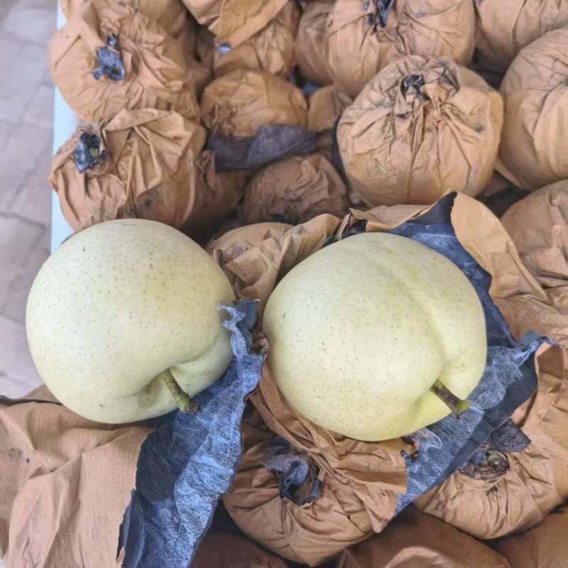 河北产地原装袋绿宝石梨大量下树价格便宜