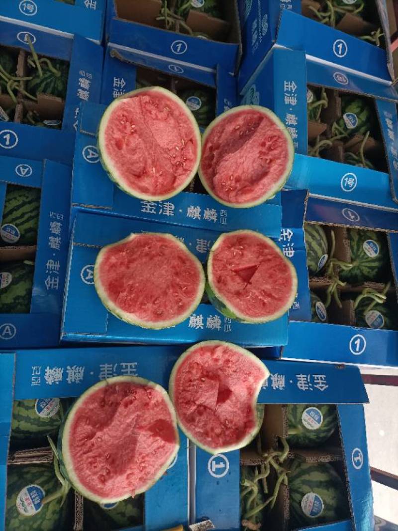 天津A级麒麟瓜，天津一级无籽麒麟西瓜