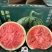 天津A级麒麟瓜，天津一级无籽麒麟西瓜