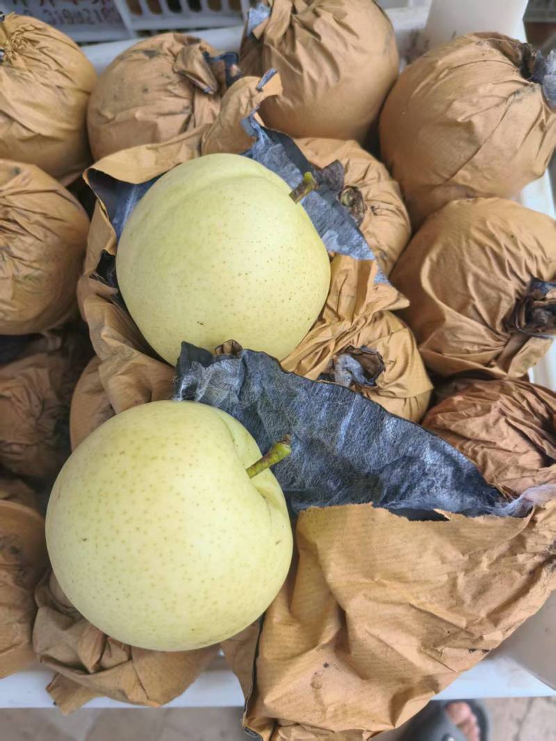 河北产地原装袋绿宝石梨大量下树价格便宜