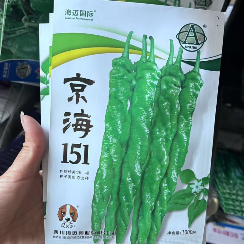 辣椒种子，全螺麻面品质型螺丝椒中早熟，青果绿色