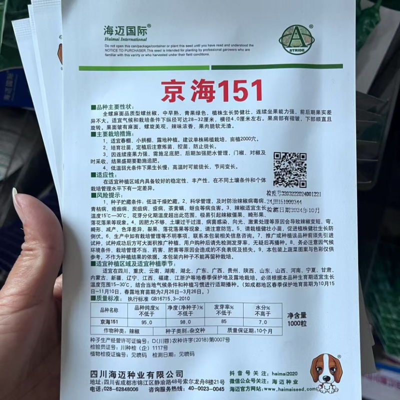 辣椒种子，全螺麻面品质型螺丝椒中早熟，青果绿色
