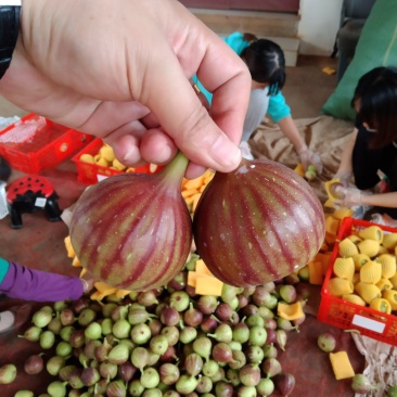 成都无花果